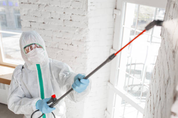 Why You Should Choose Our Mold Remediation Services in River Oaks, TX